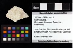 Foto (Objket + Etiketten) von Gastrosacus sp. 